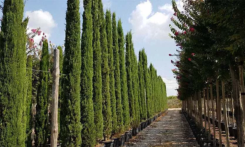 Cupressus Sempervirens Totem