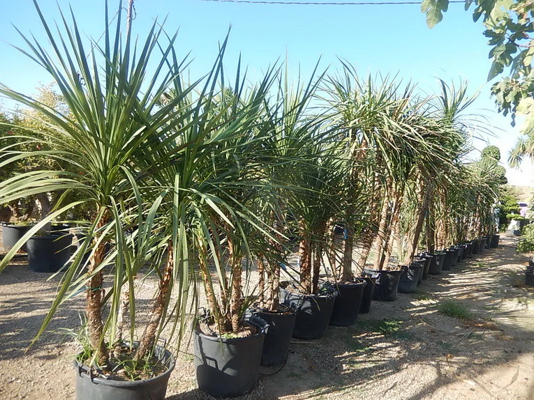 Dracena Indivisa