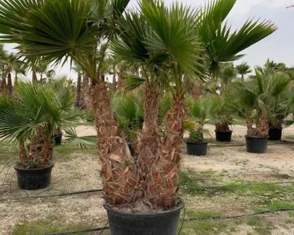 Washingtonia robusta